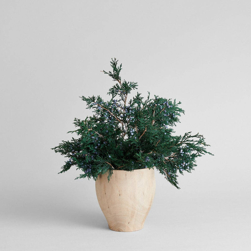 Potted plant with green foliage in a light wooden pot on a plain background