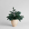 Potted plant with green foliage in a light wooden pot on a plain background